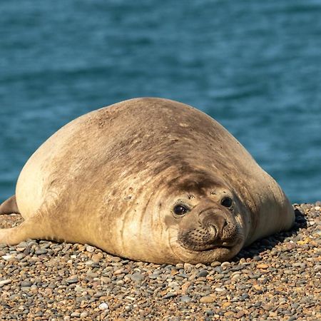 La Elvira Natural Lodge Nature & Wildlife Experience In Peninsula Valdes Punta Delgada 외부 사진