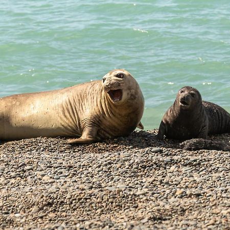 La Elvira Natural Lodge Nature & Wildlife Experience In Peninsula Valdes Punta Delgada 외부 사진