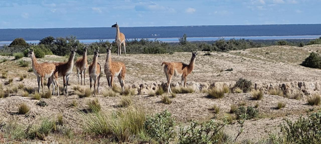 La Elvira Natural Lodge Nature & Wildlife Experience In Peninsula Valdes Punta Delgada 외부 사진