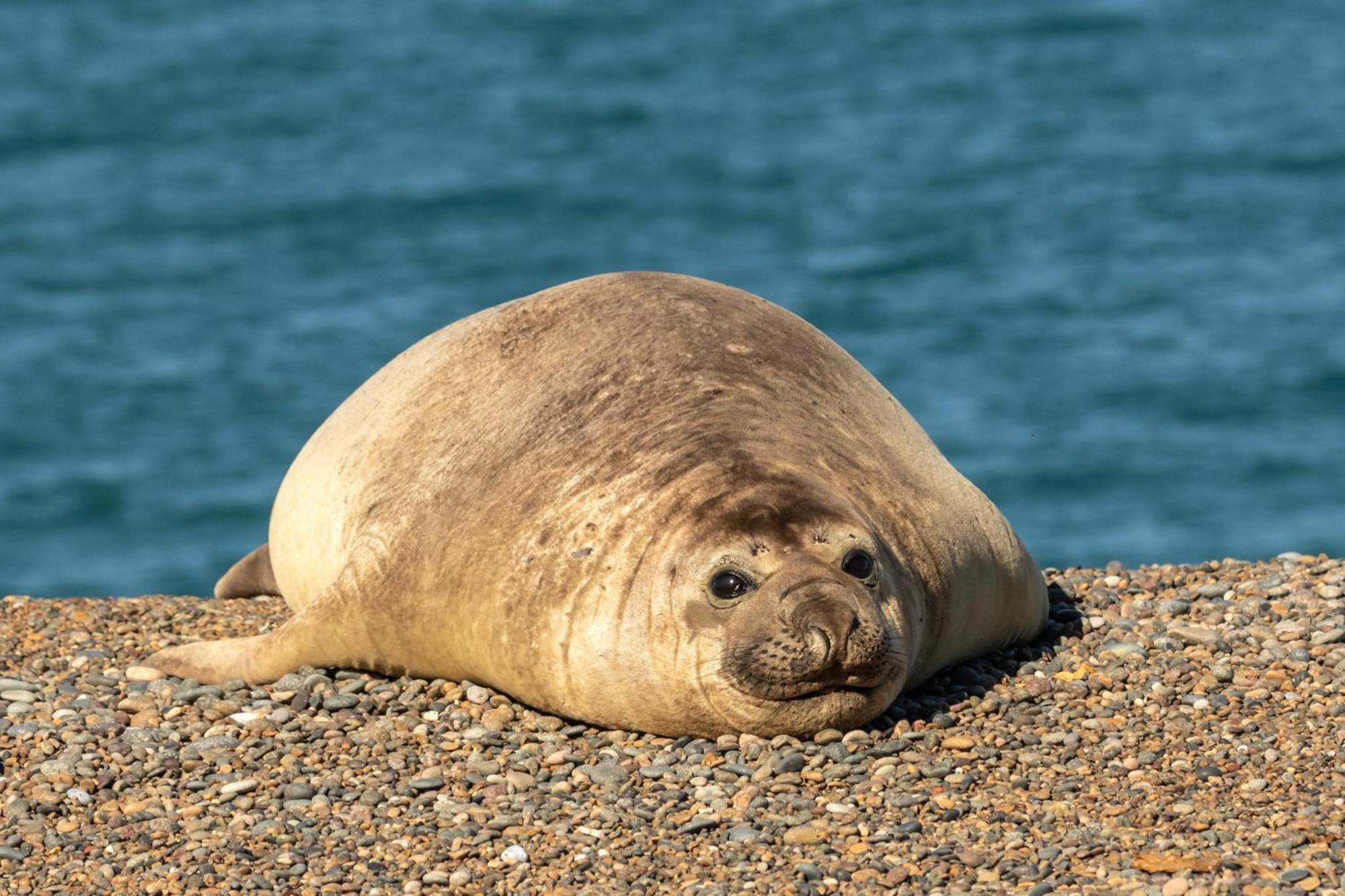 La Elvira Natural Lodge Nature & Wildlife Experience In Peninsula Valdes Punta Delgada 외부 사진